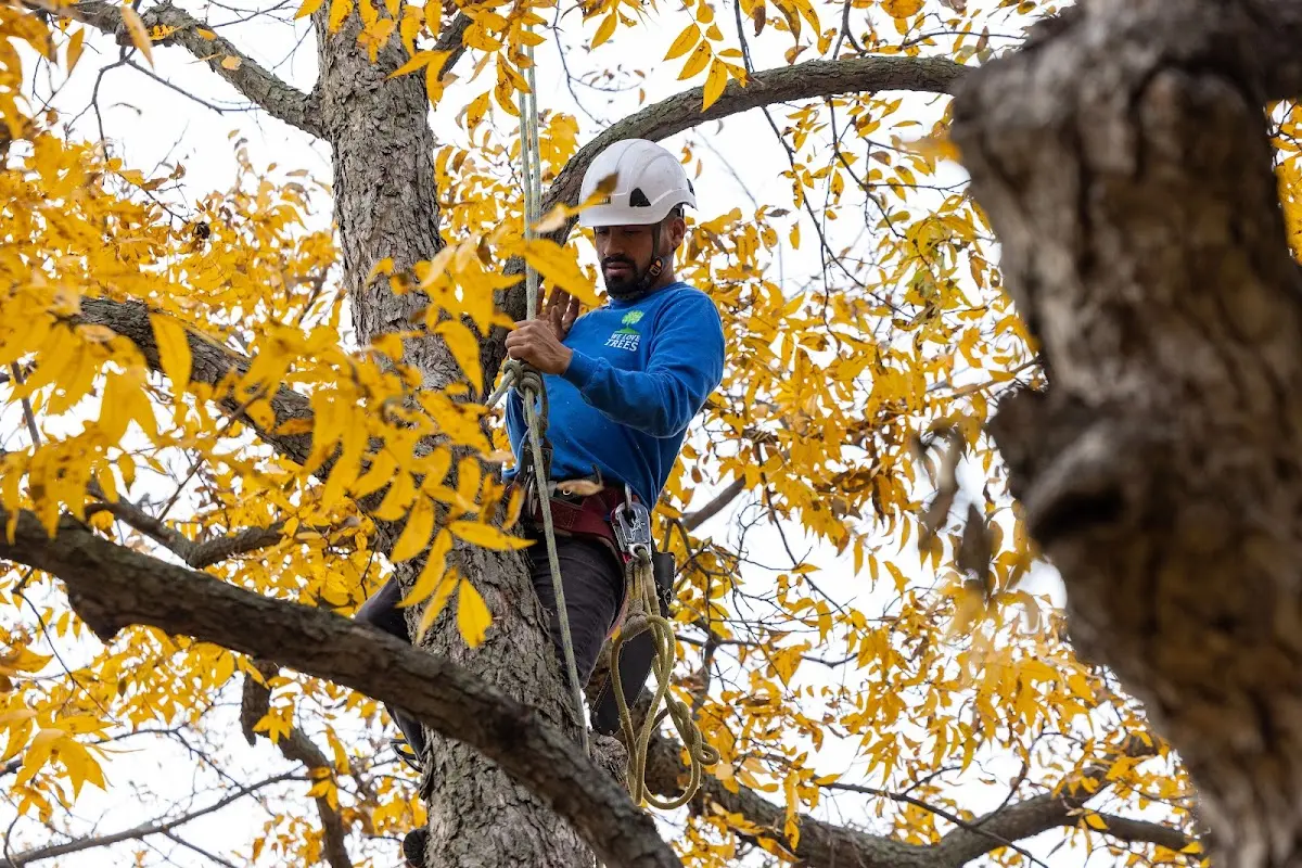 Skilled Tree Planing crew working in Amherst